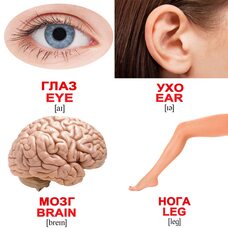 Мини-карточки «Человек/Human», 40