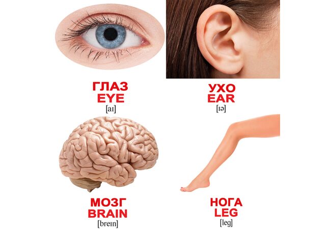 Міні-картки «Людина / Human», 40