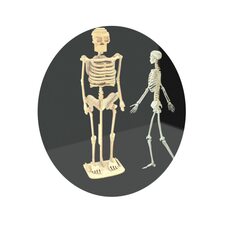 СДМ «Скелет человека».