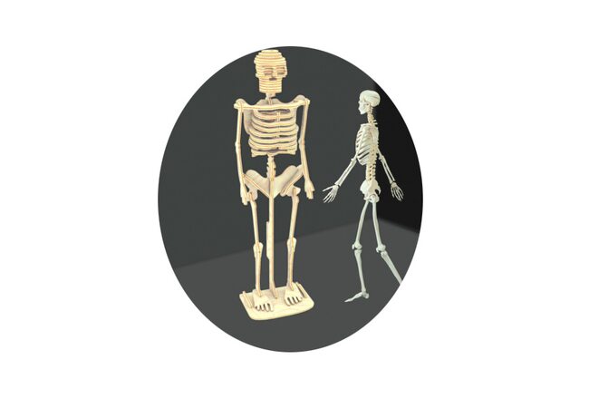 СДМ «Скелет человека».