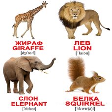 Мини-карточки «Дикие животные/Wild animals», 40