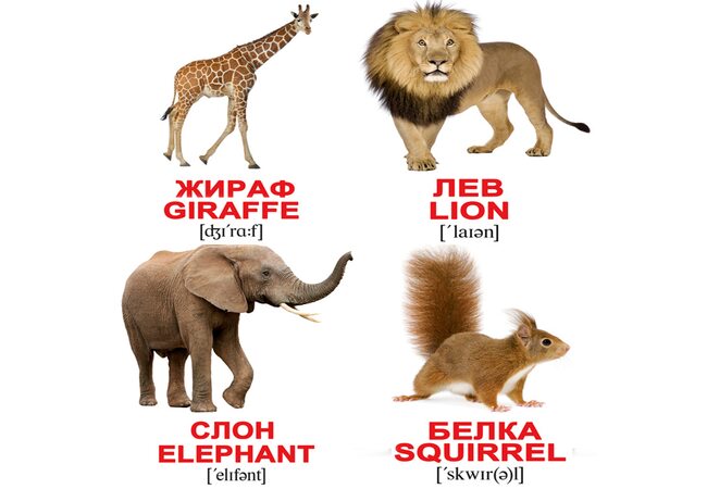 Міні-картки «Дикі тварини / Wild animals», 40