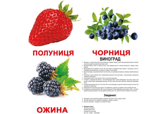 Большие украинские карточки с фактами «Ягоды», 20