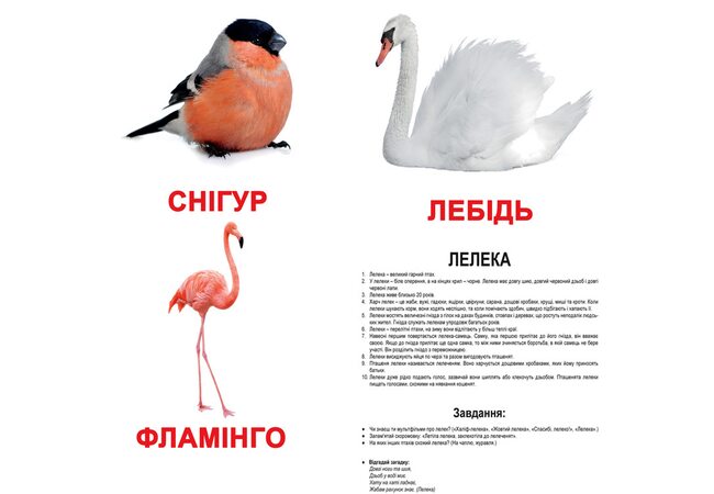 Большие украинские карточки с фактами «Птицы». Ламинированные.