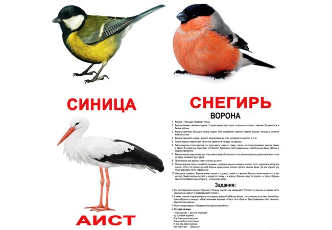 Великі російські картки з фактами «Птахи», 20