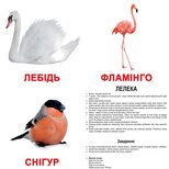 Большие украинские карточки с фактами «Птицы», 20