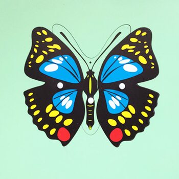 Строение бабочки