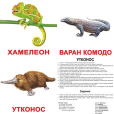 Большие русские карточки с фактами «Экзотические животные». Ламинированные.