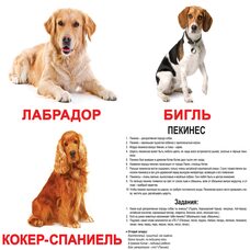 Большие русские карточки с фактами «Породы собак», 20