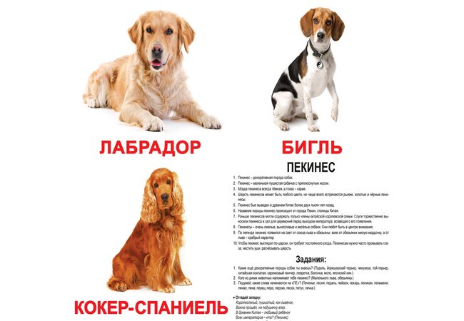 Великі російські картки з фактами «Породи собак», 20