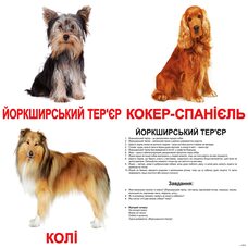 Большие украинские карточки с фактами «Породы собак», 20