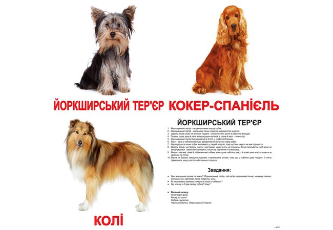 Великі українські картки з фактами «Породи собак», 20