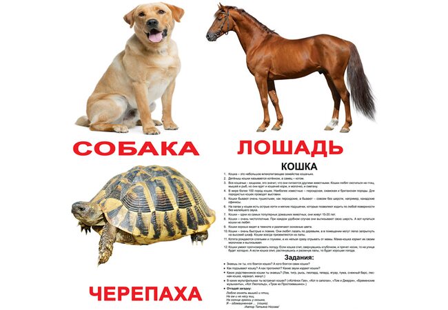 Великі російські картки з фактами «Домашні тварини» .Ламіновані.