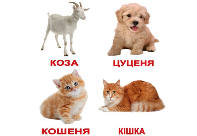 Украинские карточки «Домашние животные с фактами» (МИНИ), 40
