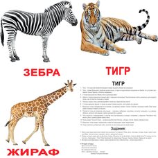 Большие русские карточки с фактами «Дикие животные», 20