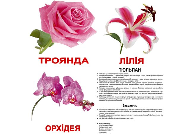 Великі українські картки з фактами «Квіти», 20