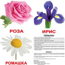Большие русские карточки с фактами «Цветы», 20