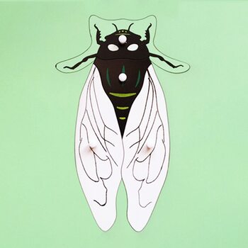 Строение мухи