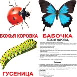 Большие русские карточки с фактами «Насекомые», 20