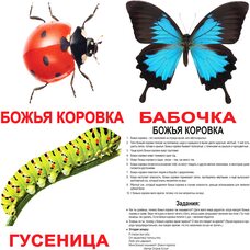 Большие русские карточки с фактами «Насекомые». Ламинированные.