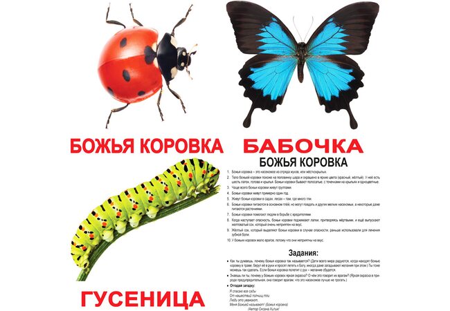 Большие русские карточки с фактами «Насекомые». Ламинированные.