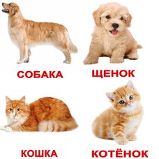 Русские карточки «Домашние животные с фактами» (МИНИ), 40