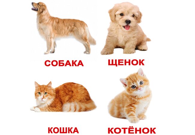 Російські картки «Домашні тварини з фактами» (МІНІ), 40