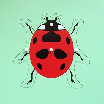 Строение божьей коровки