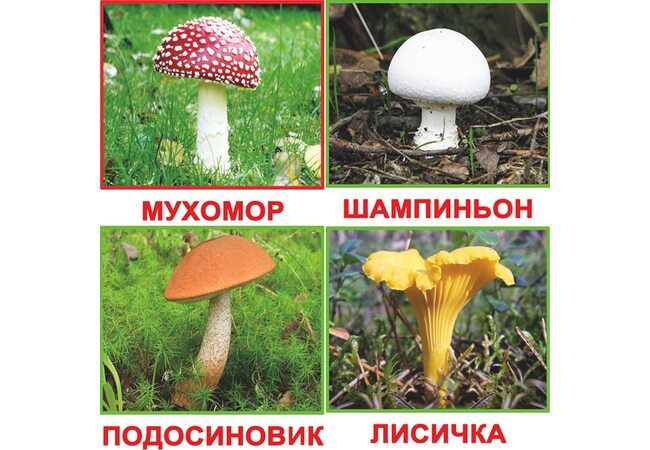 Російські картки «Гриби» (МІНІ), 20