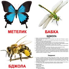 Большие украинские карточки с фактами «Насекомые», 20