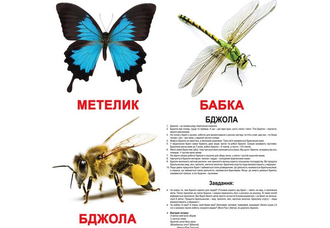 Великі українські картки з фактами «Комахи», 20