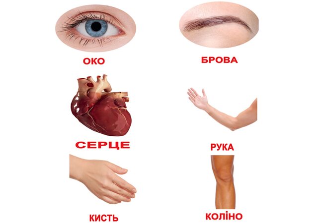 Українські картки «Людина» (МІНІ), 20
