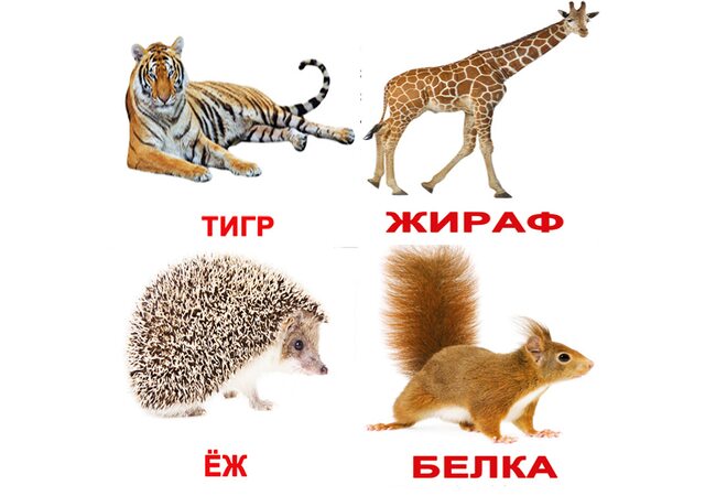 Російські картки «Дикі тварини з фактами» (МІНІ) .Ламіновані.
