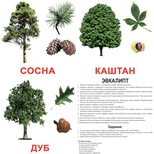 Большие русские карточки с фактами «Деревья».Ламинированные.