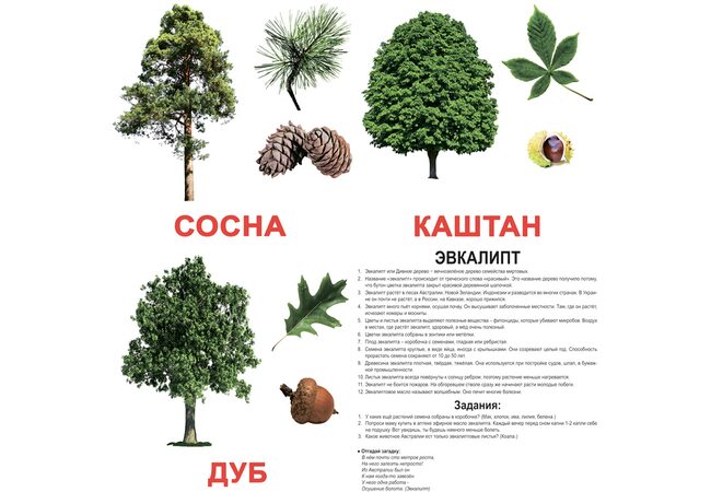 Большие русские карточки с фактами «Деревья».Ламинированные.