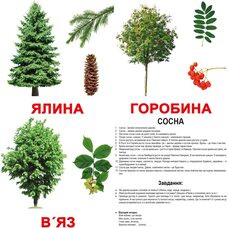 Большие украинские карточки с фактами «Деревья», 20