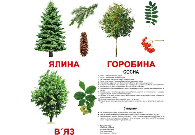 Великі українські картки з фактами «Дерева», 20