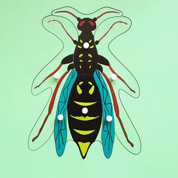 Строение осы