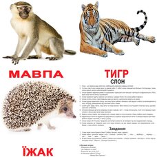 Большие украинские карточки с фактами «Дикие животные», 20