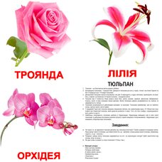 Большие украинские карточки с фактами «Цветы». Ламинированные.
