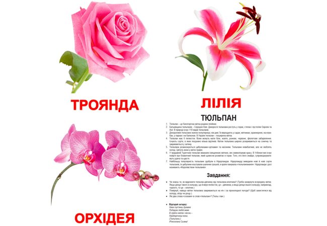 Большие украинские карточки с фактами «Цветы». Ламинированные.