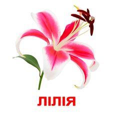 Большие украинские карточки с фактами «Цветы». Ламинированные.