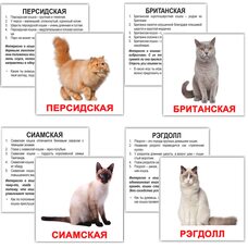 Русские карточки «Породы кошек» (МИНИ), 20