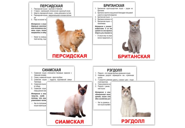 Російські картки «Породи котів» (МІНІ), 20