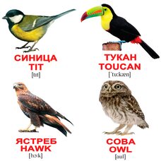 Мини-карточки «Птицы/Birds», 40