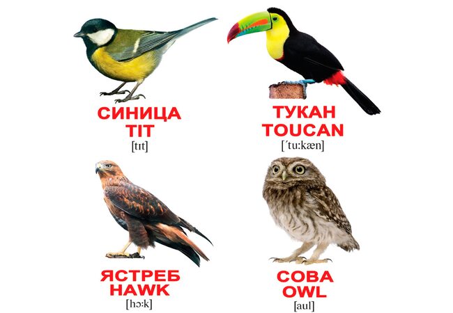 Мини-карточки «Птицы/Birds», 40