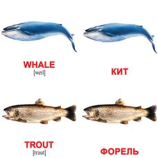Мини-карточки «Водные животные/Water animals», 40