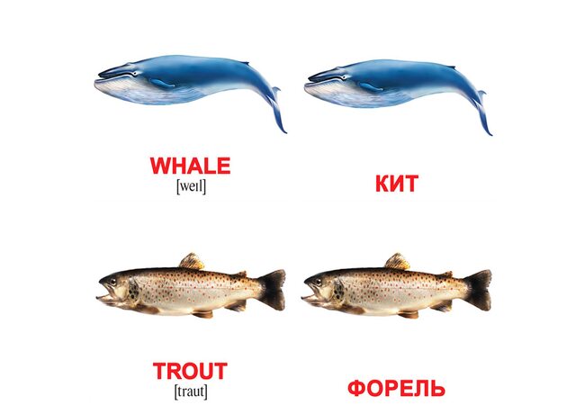Мини-карточки «Водные животные/Water animals», 40