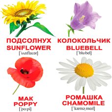 Мини-карточки «Цветы/Flowers», 20