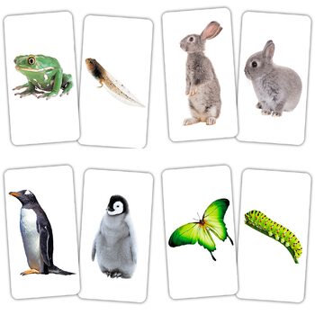   Игра-парочки «Животные и детеныши», рус.